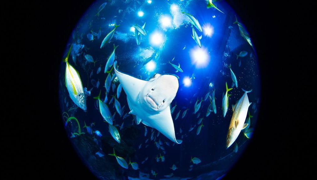 Acquario Poema del Mar - Biglietto - Foto 1